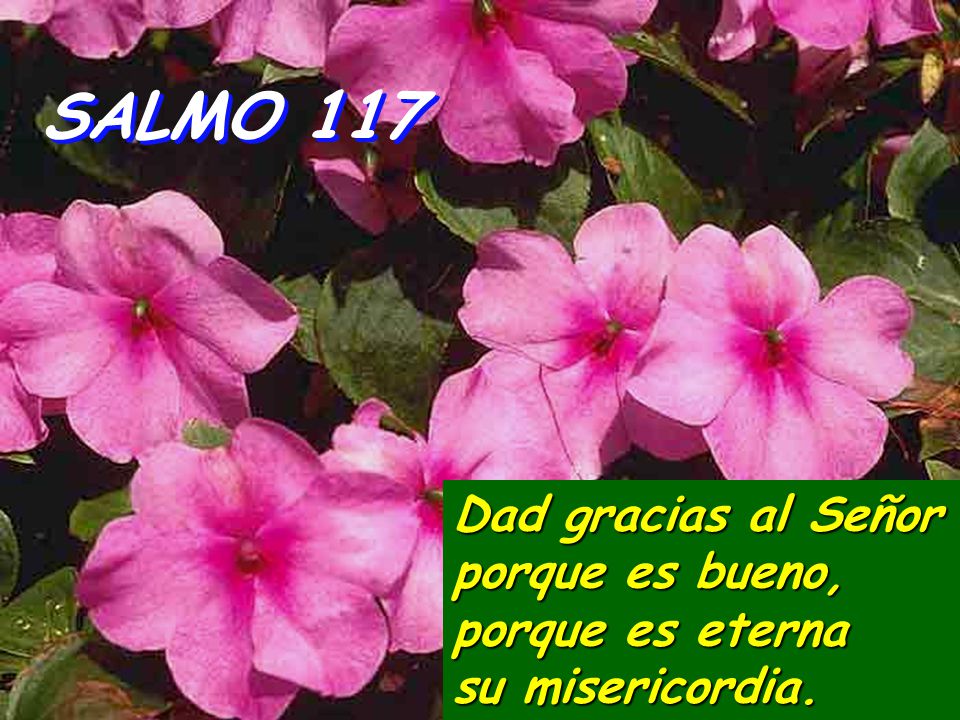 SALMO 117 Dad gracias al Señor porque es bueno, porque es eterna su misericordia.