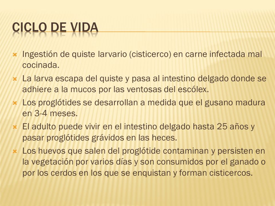 Ciclo de vida Ingestión de quiste larvario (cisticerco) en carne infectada mal cocinada.