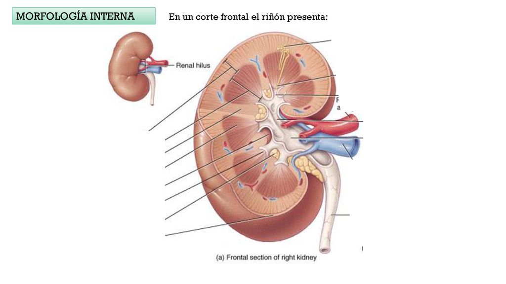 MORFOLOGÍA INTERNA En un corte frontal el riñón presenta: