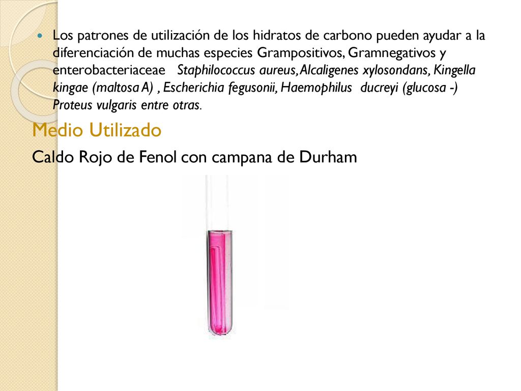 Medio Utilizado Caldo Rojo de Fenol con campana de Durham