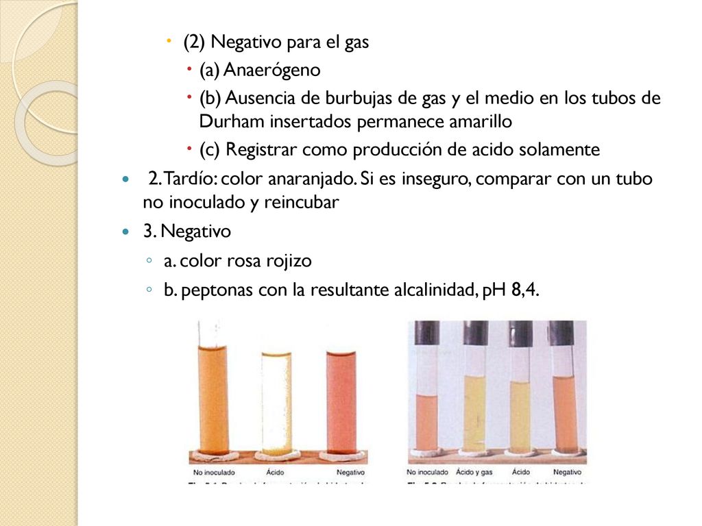 (2) Negativo para el gas (a) Anaerógeno. (b) Ausencia de burbujas de gas y el medio en los tubos de Durham insertados permanece amarillo.