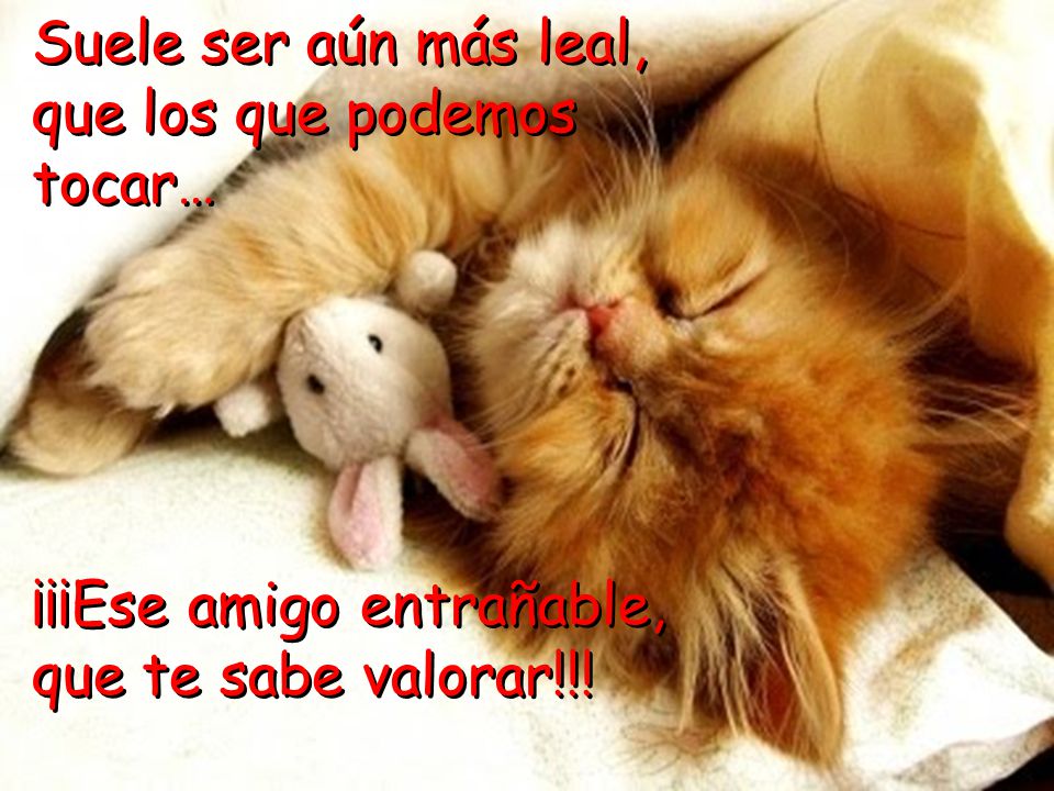 Suele ser aún más leal, que los que podemos tocar… ¡¡¡Ese amigo entrañable, que te sabe valorar!!!