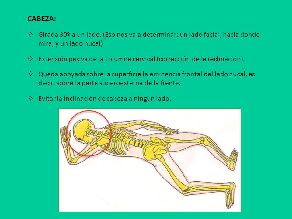 CABEZA: Girada 30º a un lado. (Eso nos va a determinar: un lado facial, hacia donde mira, y un lado nucal)
