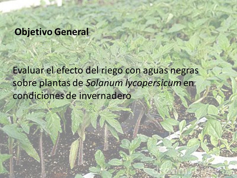 Objetivo General Evaluar el efecto del riego con aguas negras sobre plantas de Solanum lycopersicum en condiciones de invernadero.