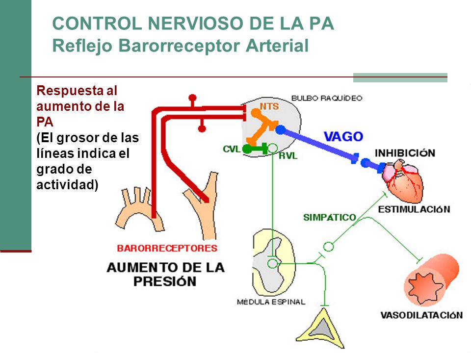 CONTROL NERVIOSO DE LA PA Reflejo Barorreceptor Arterial