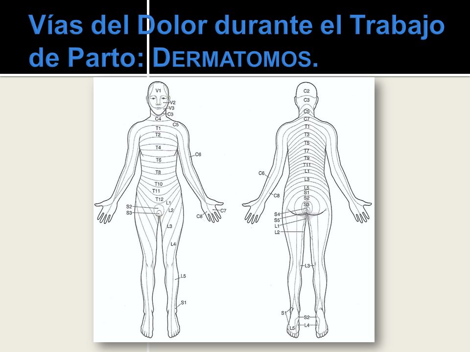 Vías del Dolor durante el Trabajo de Parto: Dermatomos.