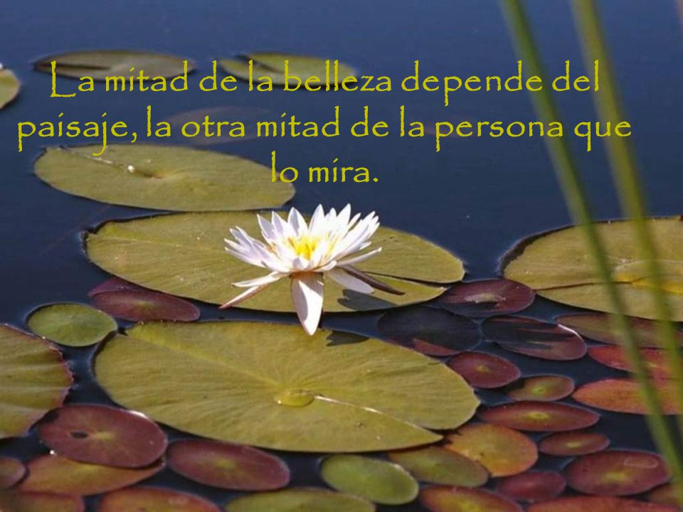 La mitad de la belleza depende del paisaje, la otra mitad de la persona que lo mira.