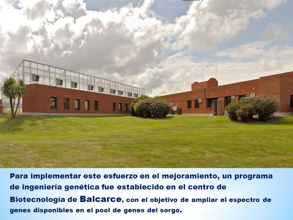 Para implementar este esfuerzo en el mejoramiento, un programa de ingeniería genética fue establecido en el centro de Biotecnología de Balcarce, con el objetivo de ampliar el espectro de genes disponibles en el pool de genes del sorgo.