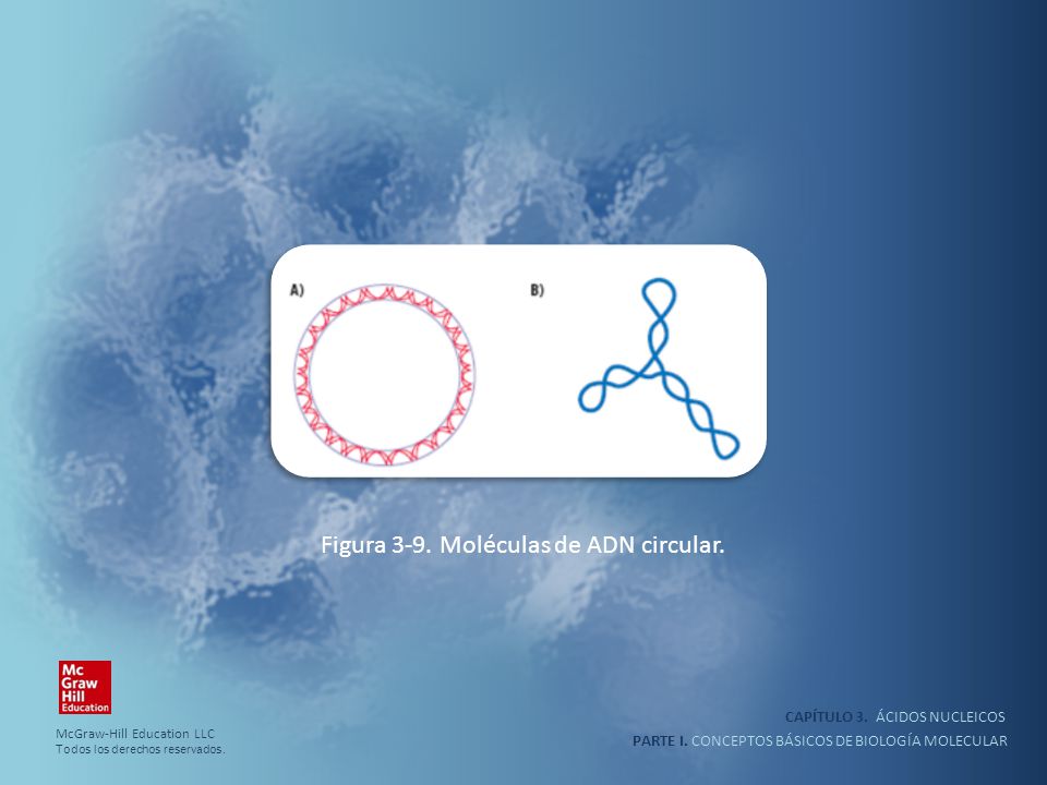 Figura 3-9. Moléculas de ADN circular.