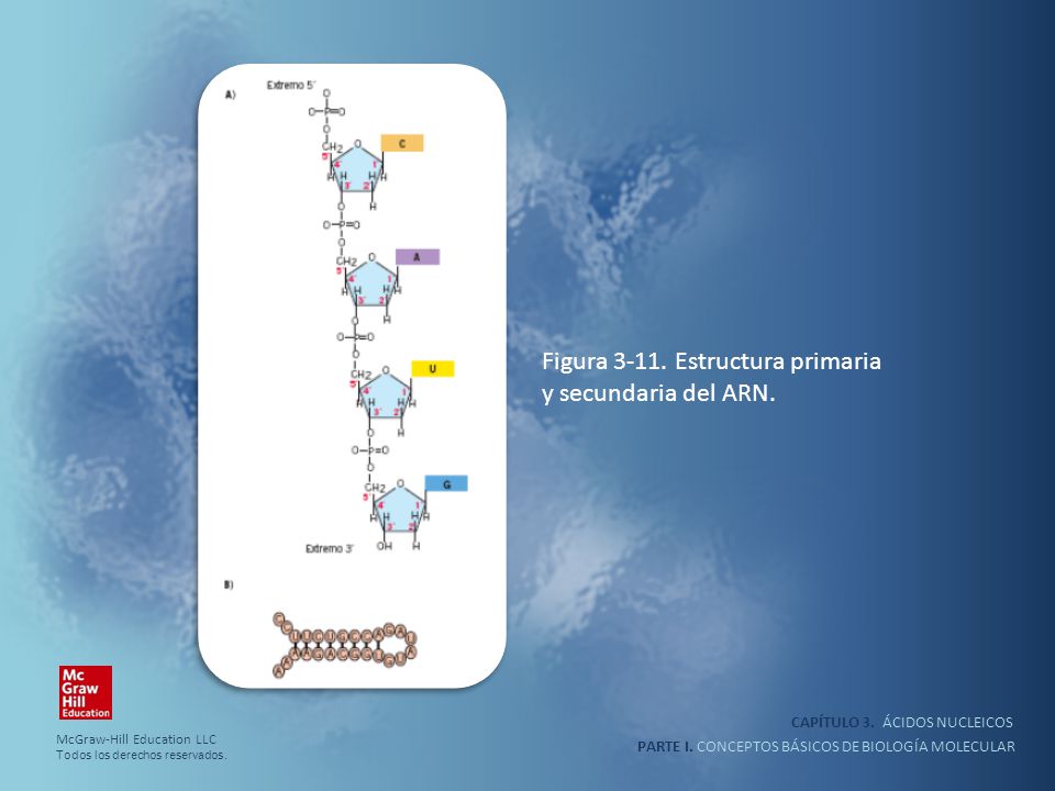 Figura Estructura primaria y secundaria del ARN.
