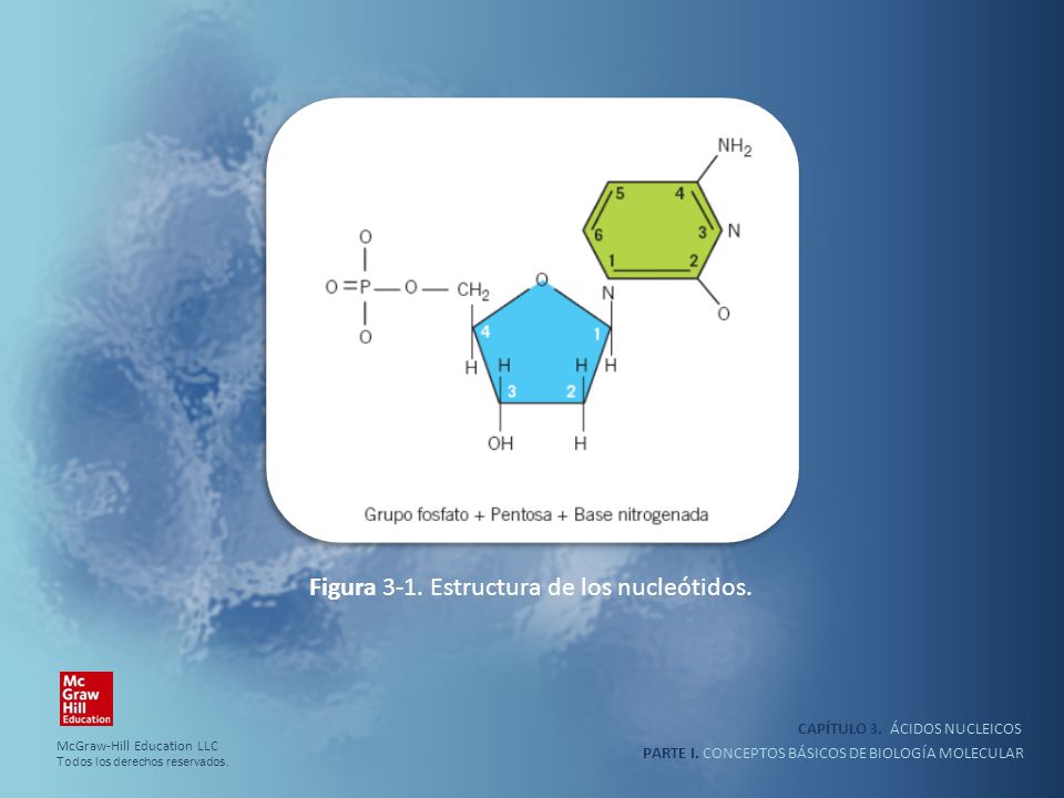 Figura 3-1. Estructura de los nucleótidos.