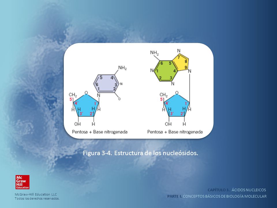Figura 3-4. Estructura de los nucleósidos.