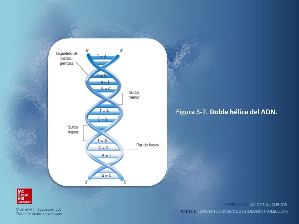 Figura 3-7. Doble hélice del ADN.