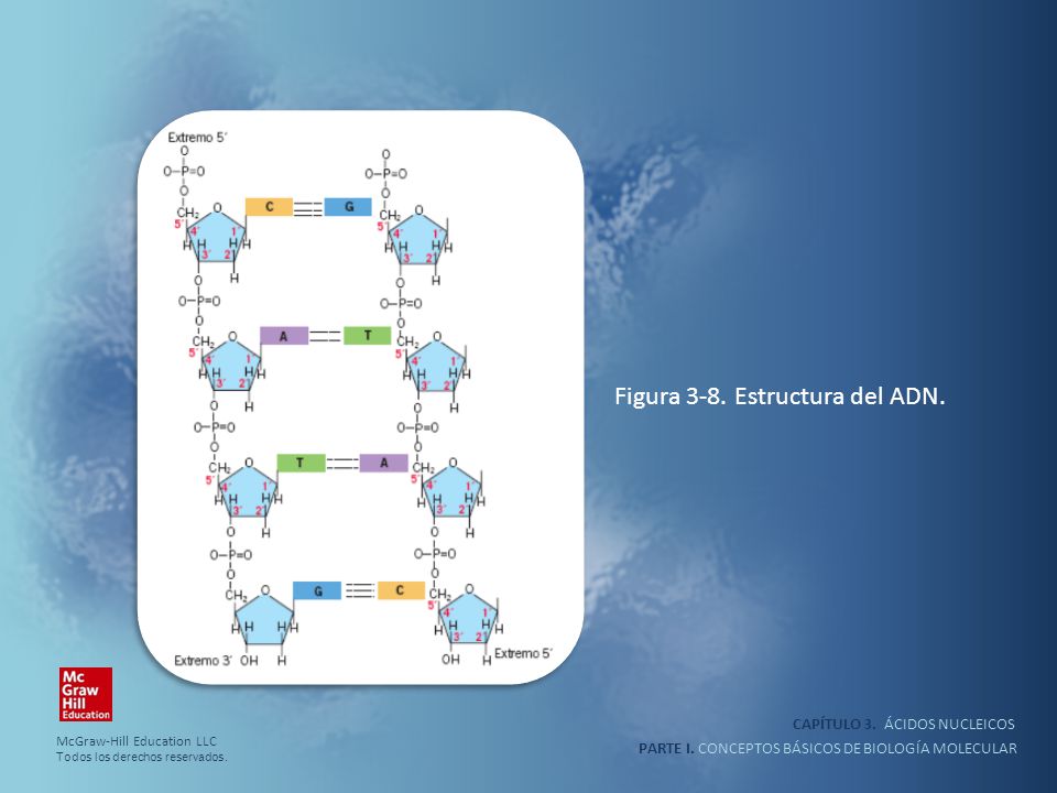 Figura 3-8. Estructura del ADN.