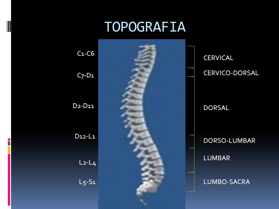 TOPOGRAFIA C1-C6 CERVICAL CERVICO-DORSAL C7-D1 D2-D11 DORSAL D12-L1