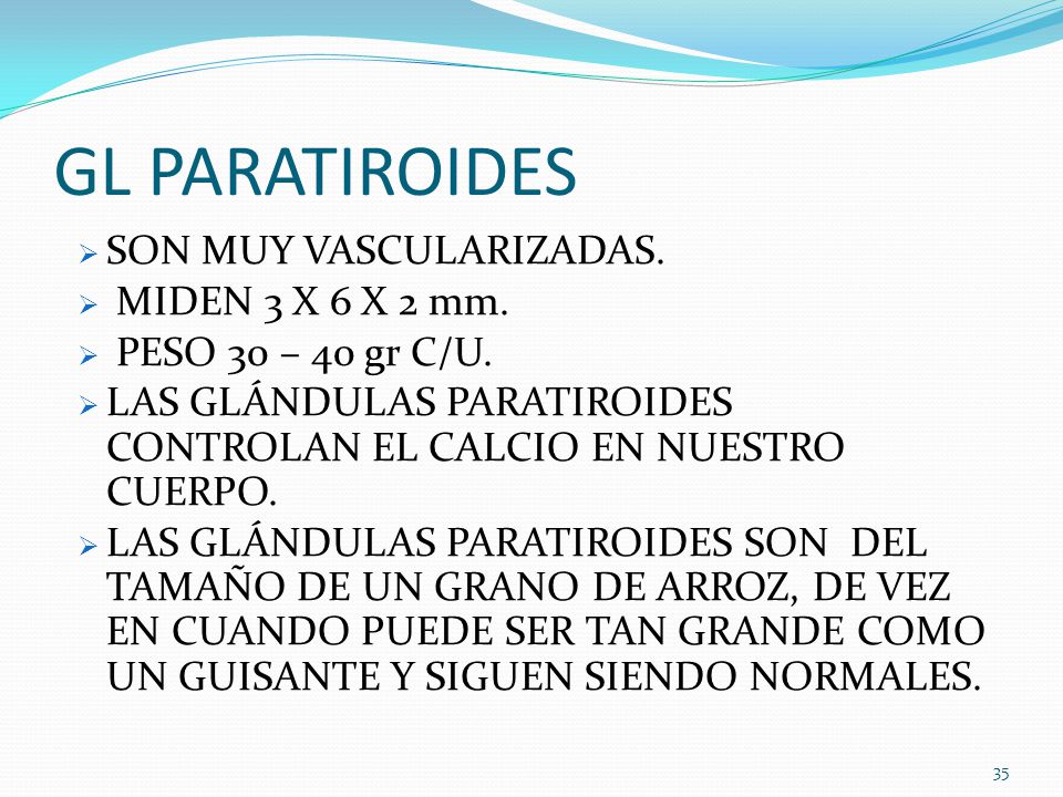 GL PARATIROIDES SON MUY VASCULARIZADAS. MIDEN 3 X 6 X 2 mm.