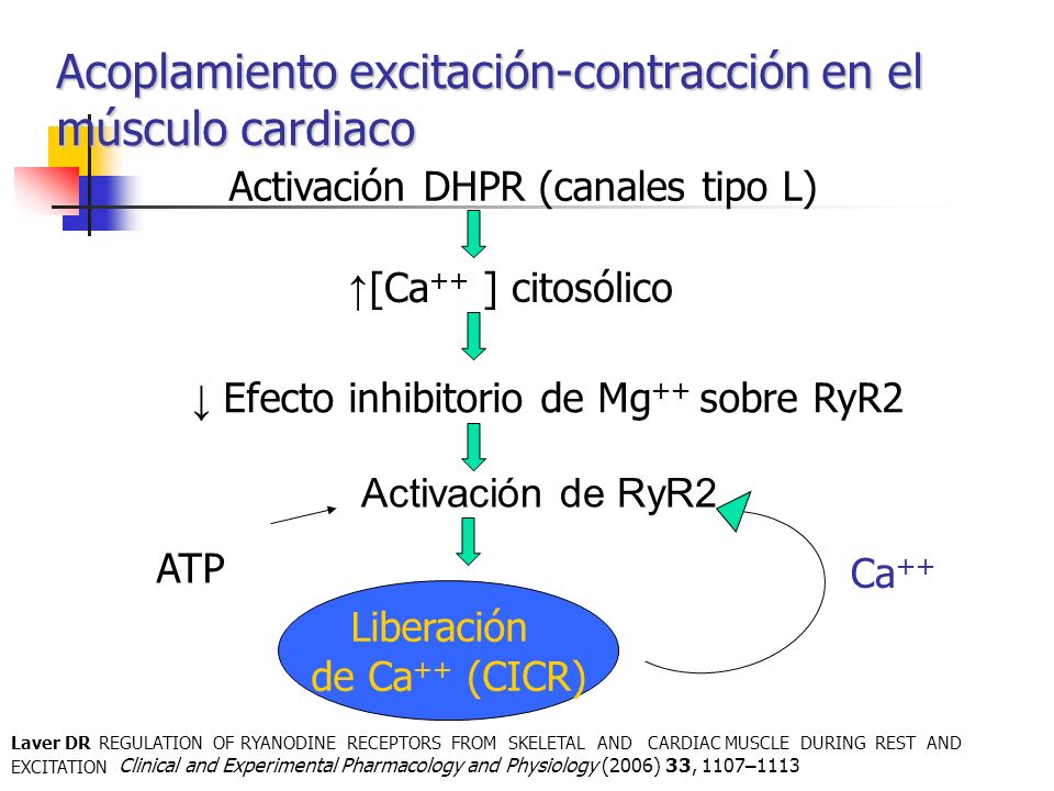 Acoplamiento excitación-contracción en el músculo cardiaco