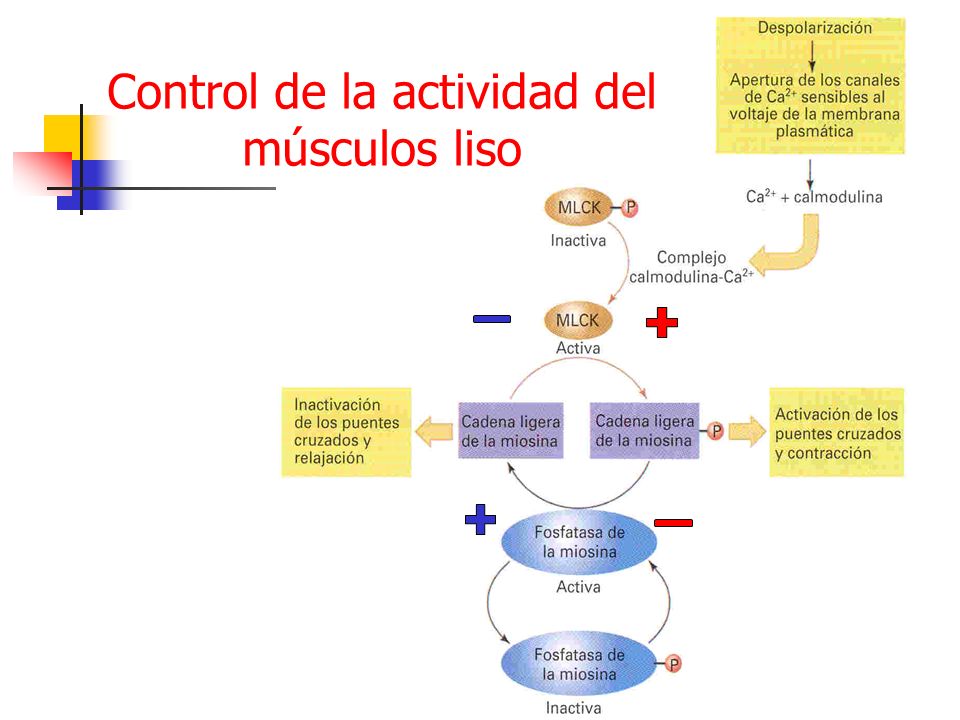 Control de la actividad del músculos liso