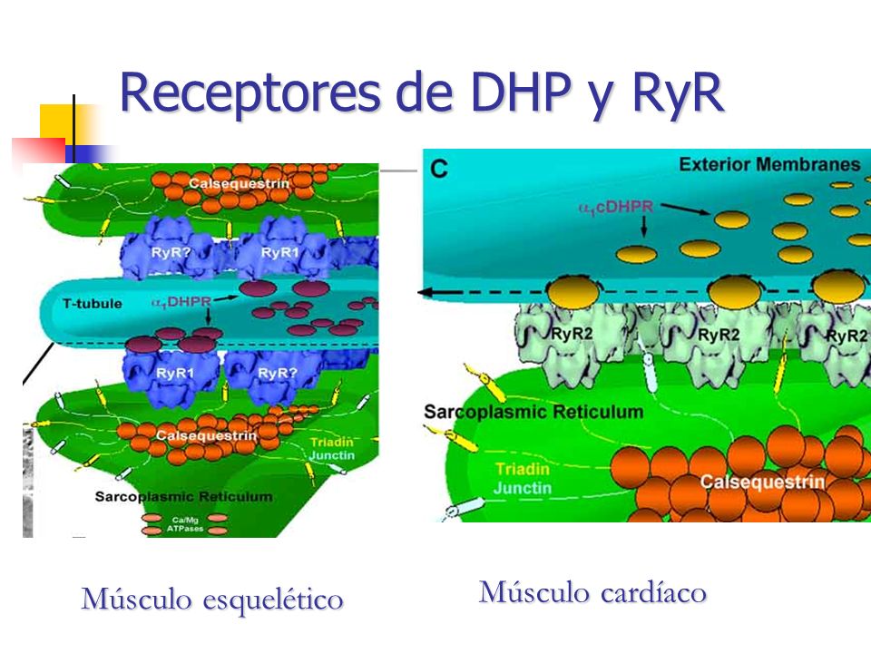 Receptores de DHP y RyR Músculo cardíaco Músculo esquelético