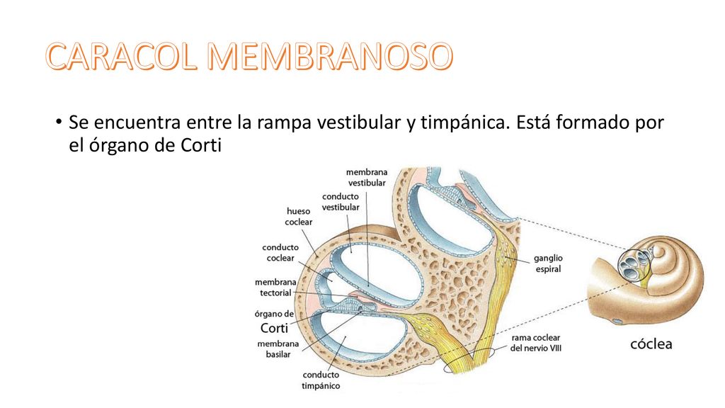 CARACOL MEMBRANOSO Se encuentra entre la rampa vestibular y timpánica.