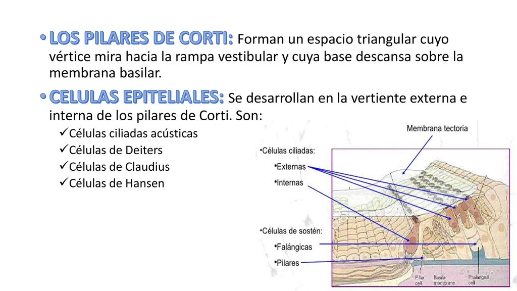 LOS PILARES DE CORTI: Forman un espacio triangular cuyo vértice mira hacia la rampa vestibular y cuya base descansa sobre la membrana basilar.
