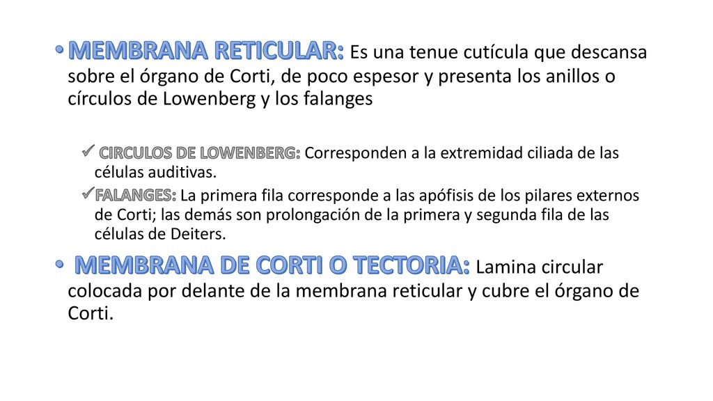 MEMBRANA RETICULAR: Es una tenue cutícula que descansa sobre el órgano de Corti, de poco espesor y presenta los anillos o círculos de Lowenberg y los falanges