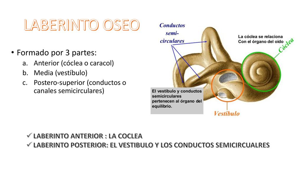 LABERINTO OSEO Formado por 3 partes: Anterior (cóclea o caracol)