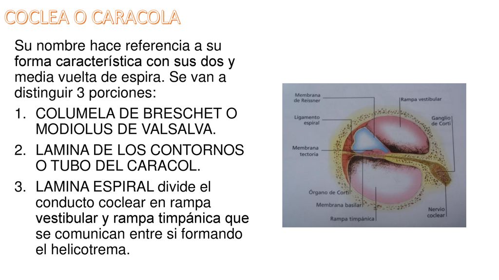 COCLEA O CARACOLA Su nombre hace referencia a su forma característica con sus dos y media vuelta de espira. Se van a distinguir 3 porciones: