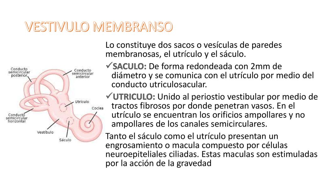 VESTIVULO MEMBRANSO Lo constituye dos sacos o vesículas de paredes membranosas, el utrículo y el sáculo.