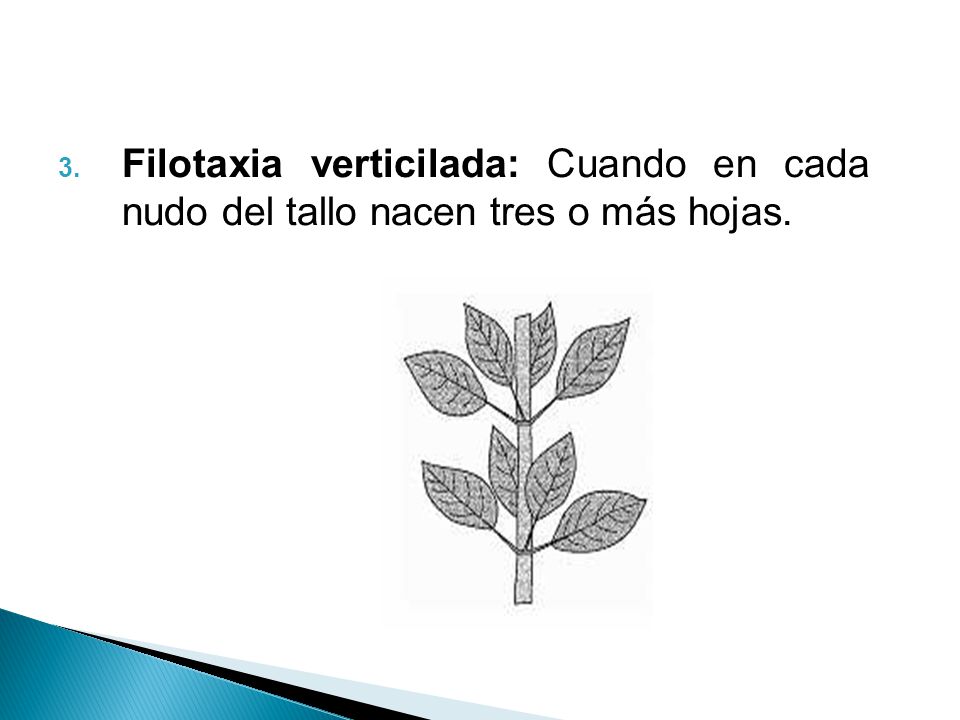 Filotaxia verticilada: Cuando en cada nudo del tallo nacen tres o más hojas.