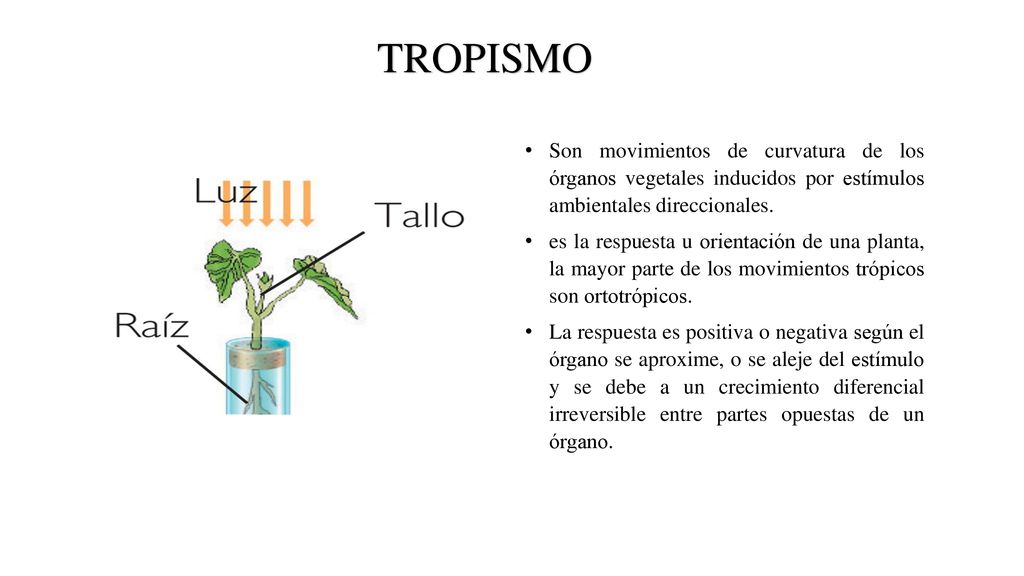 TROPISMO Son movimientos de curvatura de los órganos vegetales inducidos por estímulos ambientales direccionales.