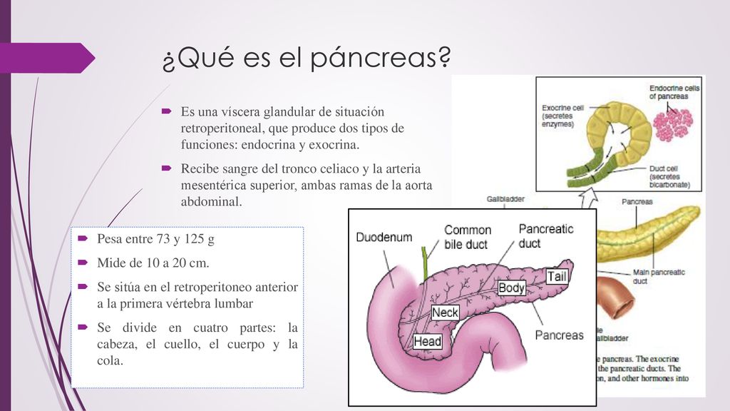 ¿Qué es el páncreas Es una víscera glandular de situación retroperitoneal, que produce dos tipos de funciones: endocrina y exocrina.