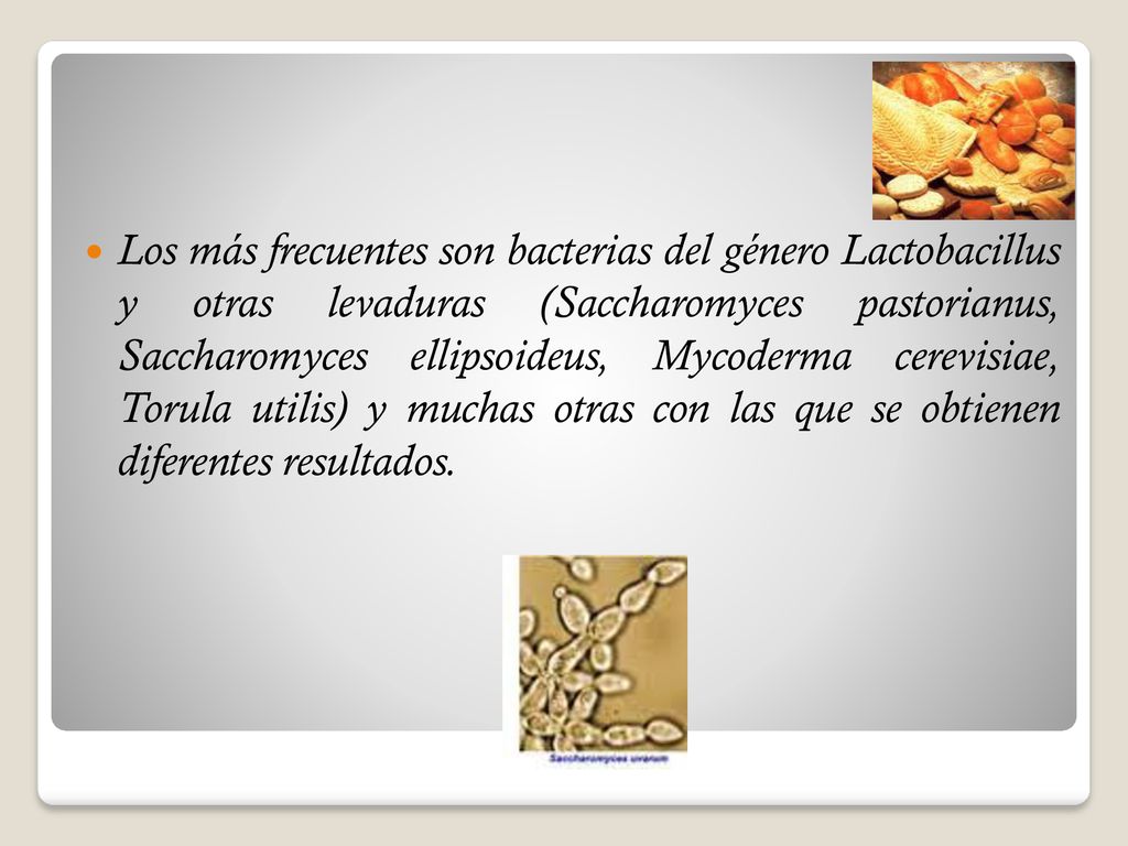 Los más frecuentes son bacterias del género Lactobacillus y otras levaduras (Saccharomyces pastorianus, Saccharomyces ellipsoideus, Mycoderma cerevisiae, Torula utilis) y muchas otras con las que se obtienen diferentes resultados.