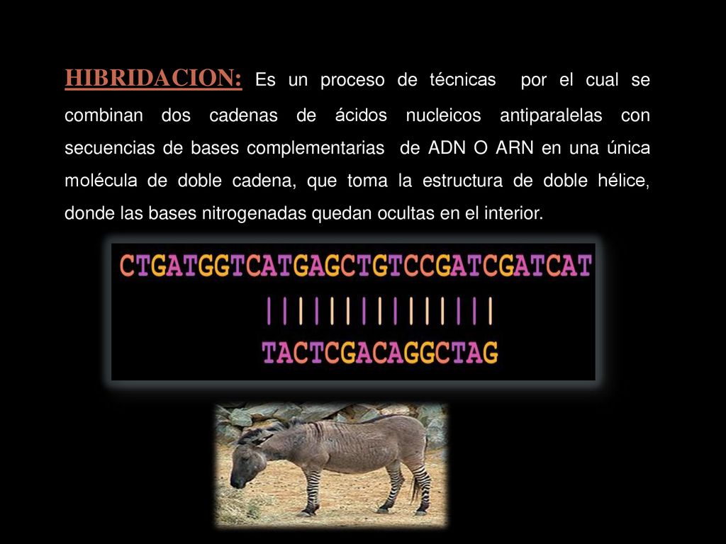 HIBRIDACION: Es un proceso de técnicas por el cual se combinan dos cadenas de ácidos nucleicos antiparalelas con secuencias de bases complementarias de ADN O ARN en una única molécula de doble cadena, que toma la estructura de doble hélice, donde las bases nitrogenadas quedan ocultas en el interior.