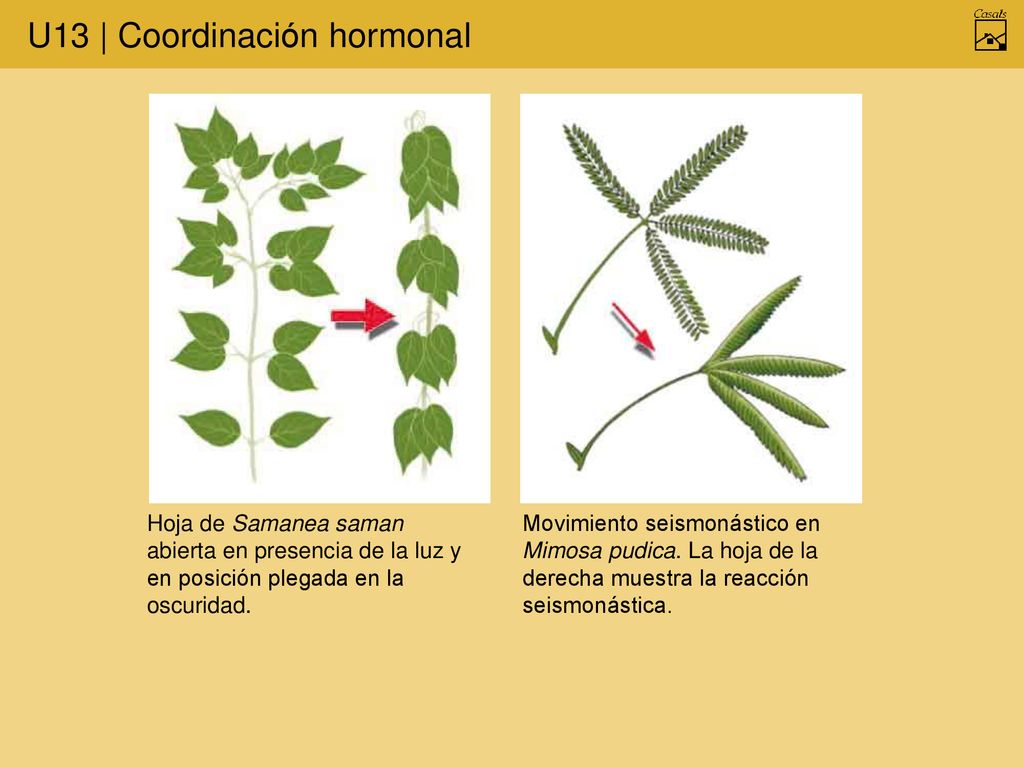 Hoja de Samanea saman abierta en presencia de la luz y en posición plegada en la oscuridad.