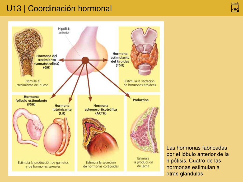 Las hormonas fabricadas por el lóbulo anterior de la hipófisis