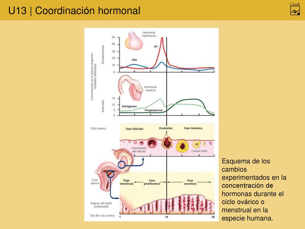 Esquema de los cambios experimentados en la concentración de hormonas durante el ciclo ovárico o menstrual en la especie humana.