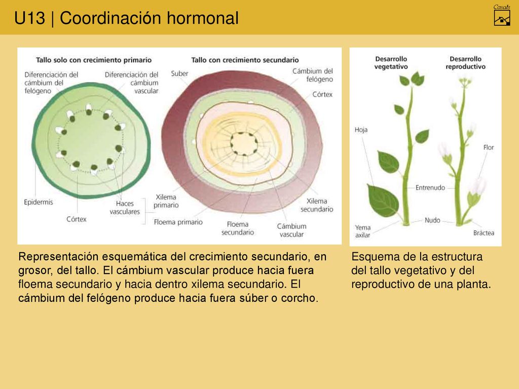 Representación esquemática del crecimiento secundario, en grosor, del tallo. El cámbium vascular produce hacia fuera floema secundario y hacia dentro xilema secundario. El cámbium del felógeno produce hacia fuera súber o corcho.