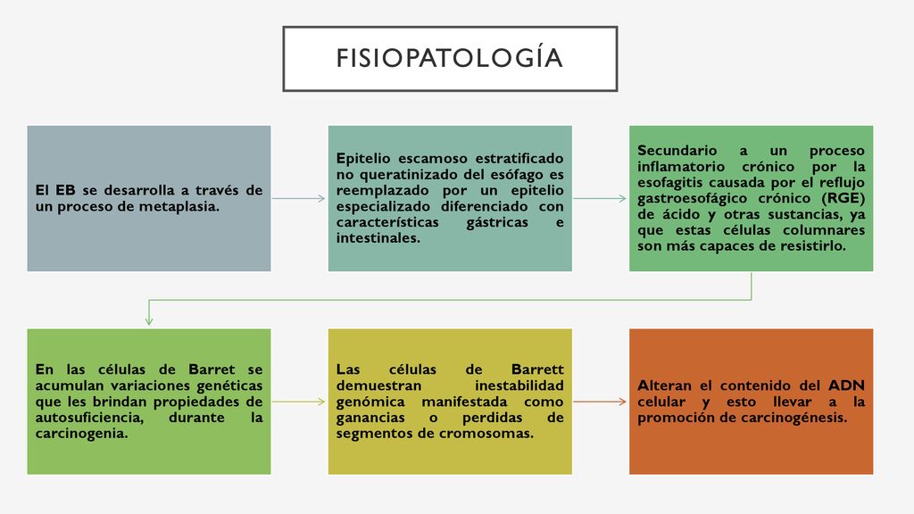 FISIOPATOLOGÍA El EB se desarrolla a través de un proceso de metaplasia.