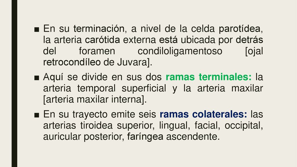 En su terminación, a nivel de la celda parotídea, la arteria carótida externa está ubicada por detrás del foramen condiloligamentoso [ojal retrocondíleo de Juvara].