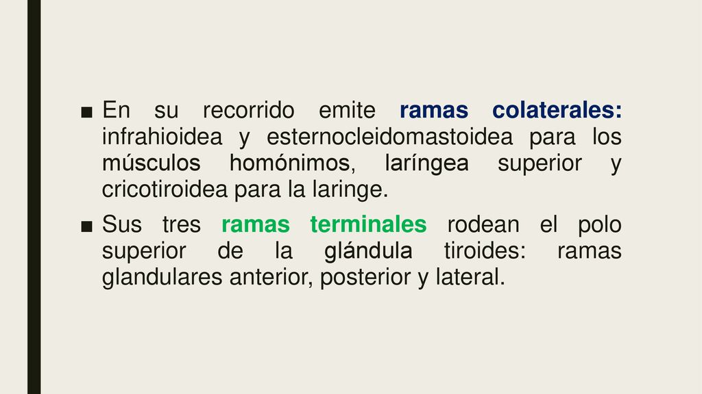 En su recorrido emite ramas colaterales: infrahioidea y esternocleidomastoidea para los músculos homónimos, laríngea superior y cricotiroidea para la laringe.