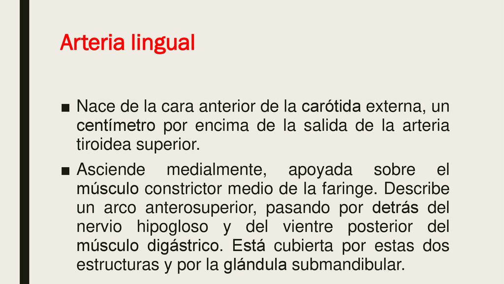 Arteria lingual Nace de la cara anterior de la carótida externa, un centímetro por encima de la salida de la arteria tiroidea superior.