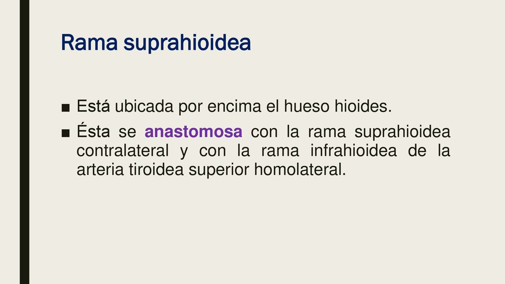 Rama suprahioidea Está ubicada por encima el hueso hioides.