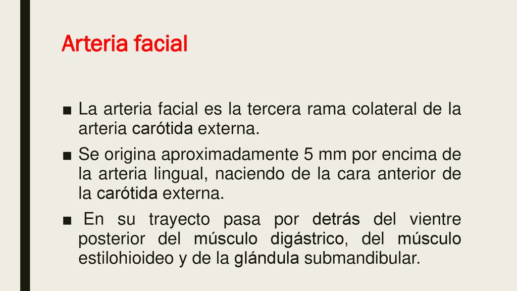 Arteria facial La arteria facial es la tercera rama colateral de la arteria carótida externa.