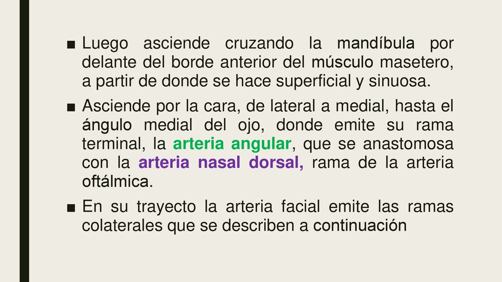 Luego asciende cruzando la mandíbula por delante del borde anterior del músculo masetero, a partir de donde se hace superficial y sinuosa.