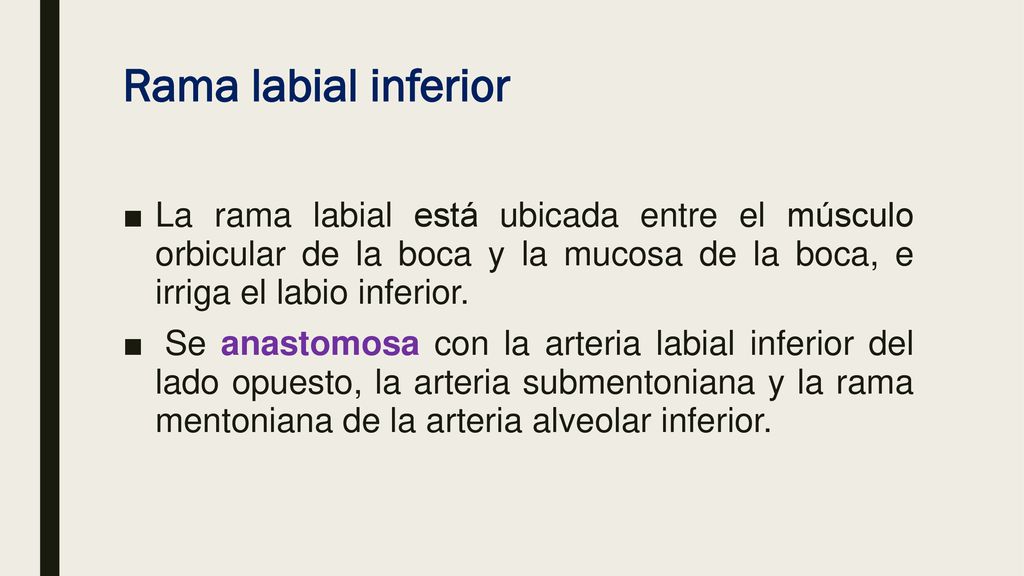 Rama labial inferior La rama labial está ubicada entre el músculo orbicular de la boca y la mucosa de la boca, e irriga el labio inferior.