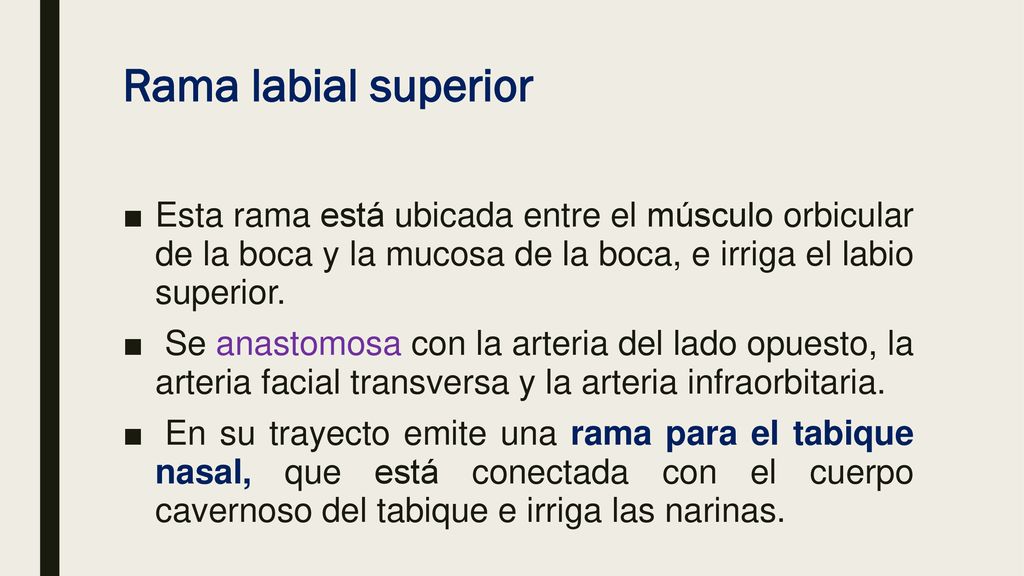 Rama labial superior Esta rama está ubicada entre el músculo orbicular de la boca y la mucosa de la boca, e irriga el labio superior.