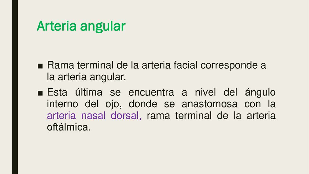 Arteria angular Rama terminal de la arteria facial corresponde a la arteria angular.
