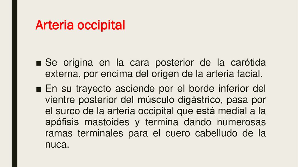 Arteria occipital Se origina en la cara posterior de la carótida externa, por encima del origen de la arteria facial.