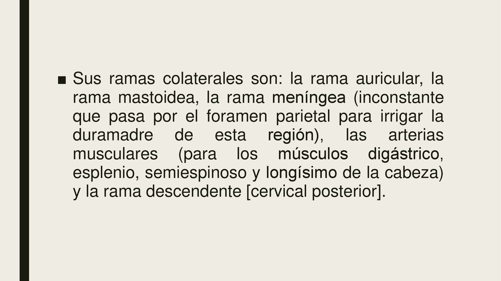 Sus ramas colaterales son: la rama auricular, la rama mastoidea, la rama meníngea (inconstante que pasa por el foramen parietal para irrigar la duramadre de esta región), las arterias musculares (para los músculos digástrico, esplenio, semiespinoso y longísimo de la cabeza) y la rama descendente [cervical posterior].